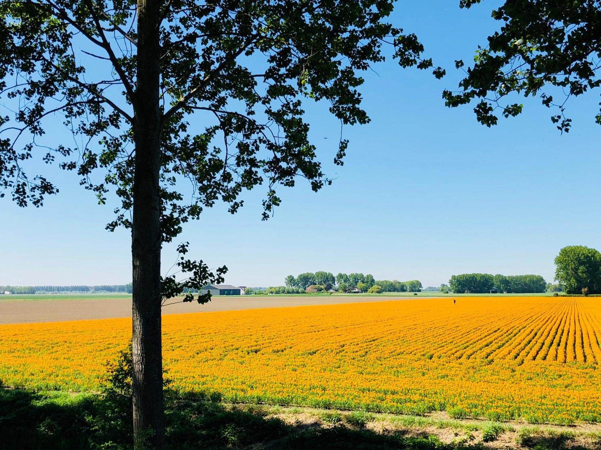 Bed and Breakfast Slapen Bij De Zeeuwse Lala IJzendijke Zewnętrze zdjęcie